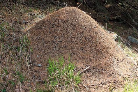 super ant colony|The global expansion of a single ant supercolony .